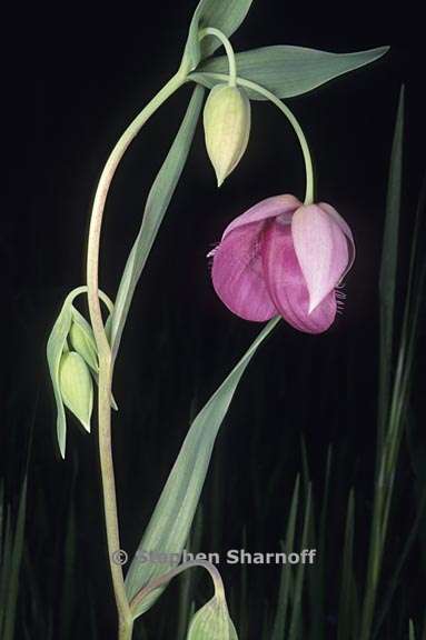 calochortus amoenus 3 graphic